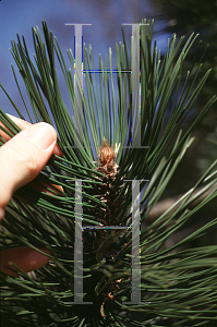 Picture of Pinus heldreichii 