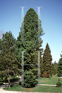 Picture of Pinus cembra 