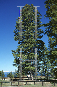 Picture of Picea engelmannii 