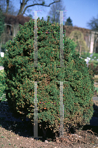 Picture of Picea abies 'Barryi'