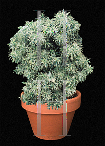 Picture of Dracaena sanderiana 