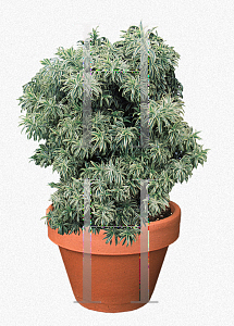 Picture of Dracaena sanderiana 