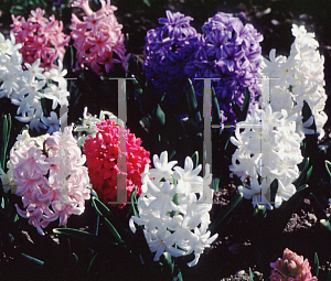 Picture of Hyacinthus orientalis 