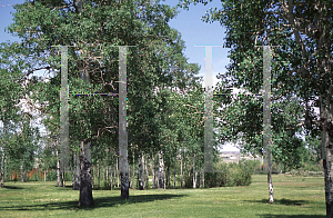 Picture of Populus tremuloides 