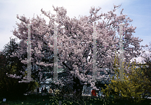 Picture of Prunus subhirtella x yedoensis 'Pandora'