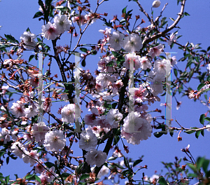 Picture of Prunus x 'Hally Jolivette'