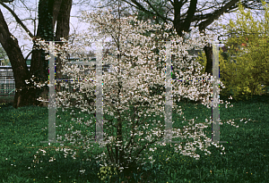 Picture of Prunus x 'Hally Jolivette'
