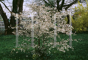 Picture of Prunus x 'Hally Jolivette'