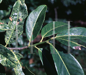 Picture of Prunus laurocerasus 'Marbled White'