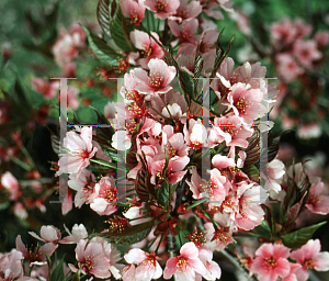 Picture of Prunus sargentii 