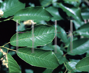 Picture of Prunus virginiana 