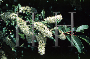 Picture of Prunus virginiana 