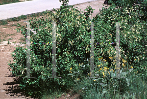 Picture of Prunus virginiana 