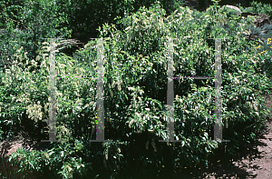 Picture of Prunus virginiana 