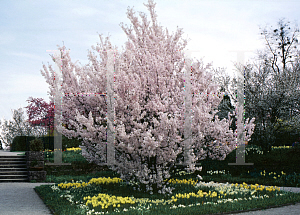 Picture of Prunus subhirtella 