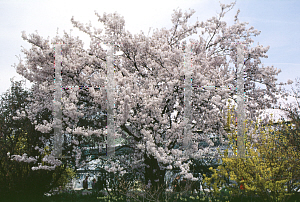 Picture of Prunus subhirtella 