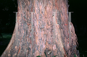Picture of Pterocarpus indicus 