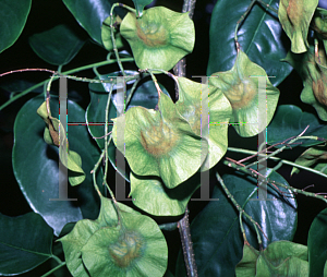 Picture of Pterocarpus indicus 