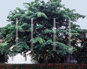 Picture of Pterocarpus indicus 