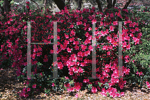 Picture of Rhododendron indicum 