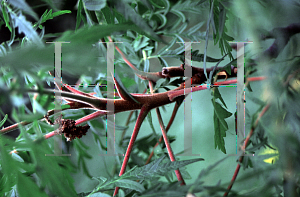 Picture of Rhus typhina 'Lanciniata'