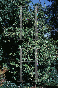 Picture of Prunus laurocerasus 'Marbled White'