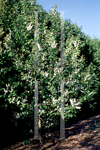 Picture of Prunus padus 