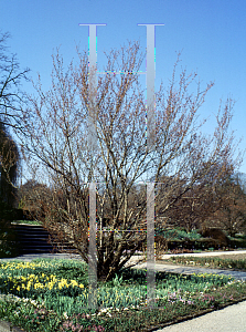Picture of Prunus subhirtella 