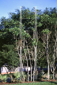 Picture of Rhus copallina 