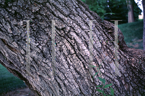 Picture of Salix amygdaloides '~Species'