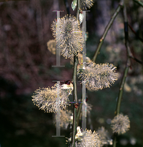 Picture of Salix caprea 'Pendula'