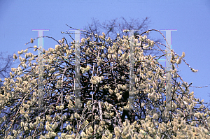Picture of Salix caprea 'Pendula'