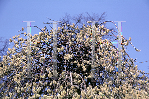 Picture of Salix caprea 'Pendula'