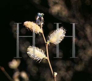 Picture of Salix cinerea 'Tricolor'