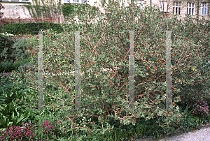 Picture of Viburnum carlesii 