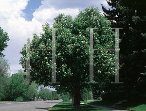 Picture of Sorbus hybrida 