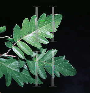 Picture of Sorbus hybrida 