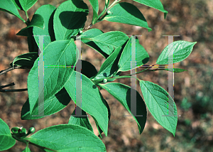 Picture of Stewartia ptero-petiolata var. koreana 