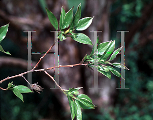 Picture of Stewartia monadelpha 