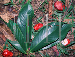 Picture of Syzygium malaccense 