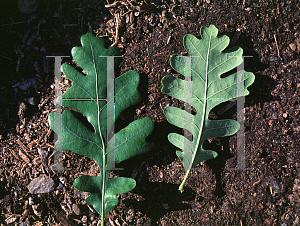 Picture of Quercus gambelii 