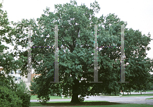 Picture of Quercus imbricaria 