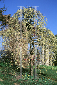 Picture of Salix caprea 'Pendula'