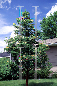 Picture of Sorbus aucuparia 