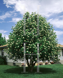 Picture of Sorbus aucuparia 