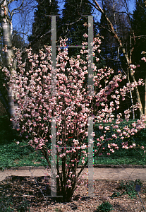 Picture of Viburnum x bodnantense 'Charles Lamont'