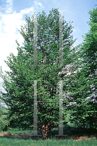Picture of Stewartia ptero-petiolata var. koreana 