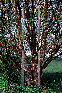 Picture of Stewartia monadelpha 