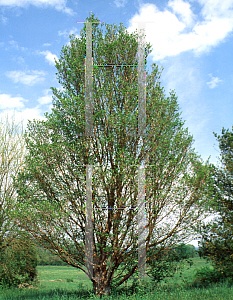 Picture of Stewartia monadelpha 