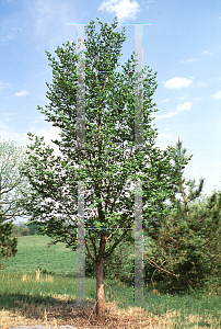 Picture of Stewartia monadelpha 